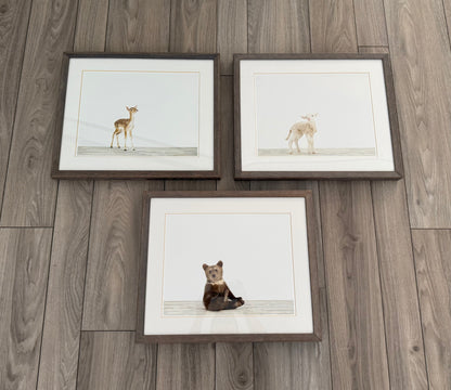 Restoration Hardware Baby & Child Nursery Sharon Montrose Animals Photos - Set Of 3